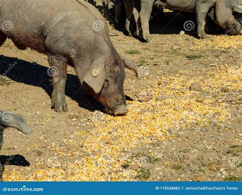 Iberian Pig Eating Corn Feed in the Field Stock Photo - Image of ...