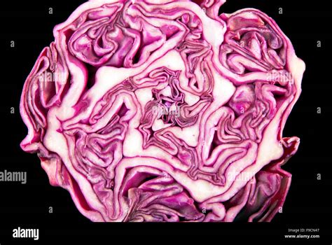 Cut Red Cabbage Stock Photo Alamy