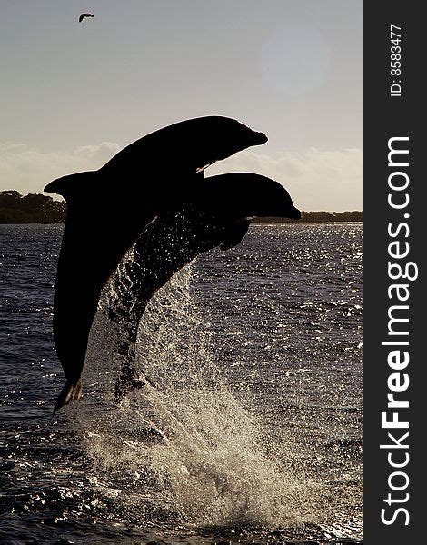 190 Dolphins Ocean Free Stock Photos Stockfreeimages