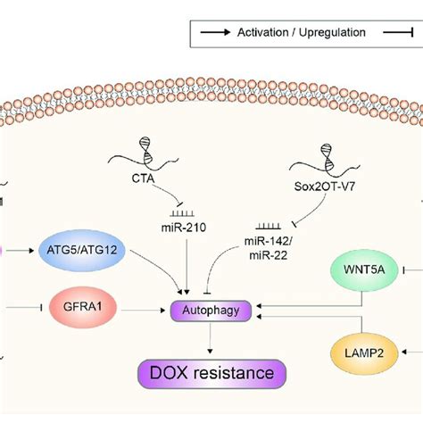 Doxorubicin Resistance Related Lncrnas Involved In The Regulation Of