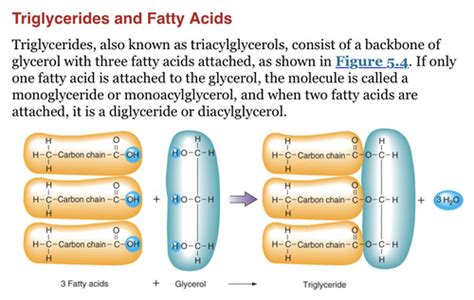 Nutrition Flashcards Quizlet