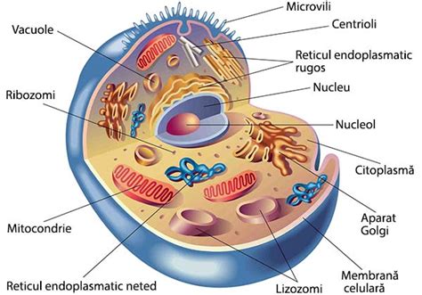 Celula Lectie Biologie Clasa A A Lec Ie Blog