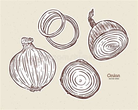 Onion Hand Drawn Vector Set Full And Half Cutout Slice Isolate Stock