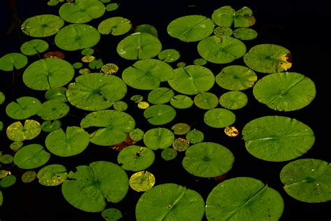 Fotos Gratis Naturaleza Flor Estanque Verde Nica Flora Hoja