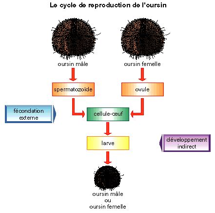 La fécondation interne et la fécondation externe CapConcours CC