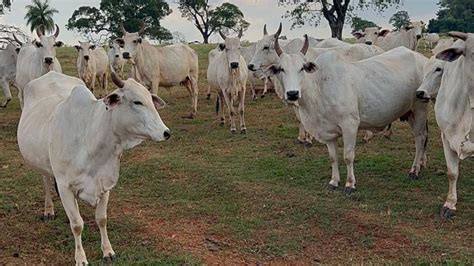 Zebu brasileiro ABCZ e USP unem as forças no melhoramento genético