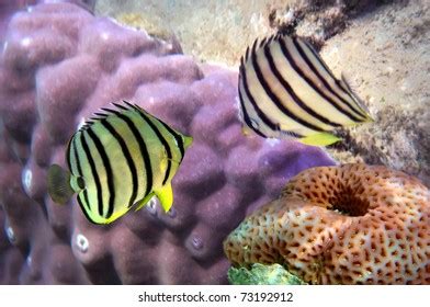 28 Chaetodon Octofasciatus Royalty Free Photos And Stock Images