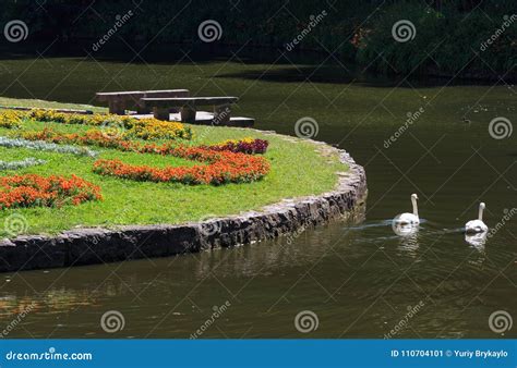 Swan Pair On Lake Stony Benches And Flowerbed On Lawn Stock Image