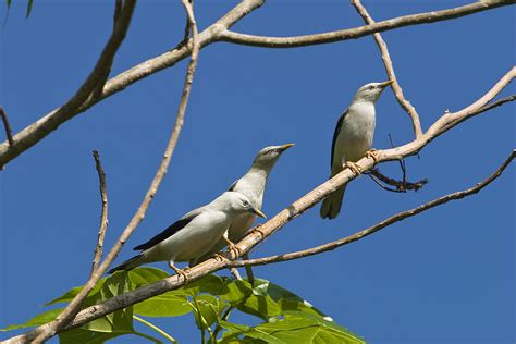 White Headed Starlings Havelock Isl Photograph By Konrad Wothe