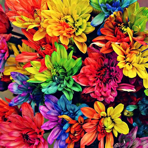 Colorful Flowers | The Happy Channel