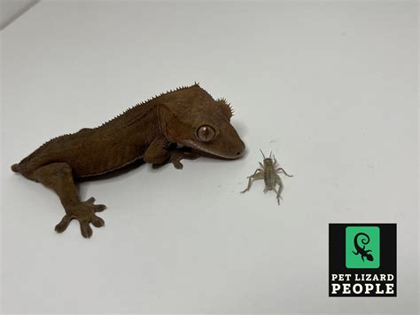 Can Crested Geckos Eat Crickets A Complete Feeding Guide