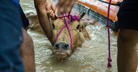 GALERIE FOTO Cel puţin 49 de morţi în India în urma unor ploi