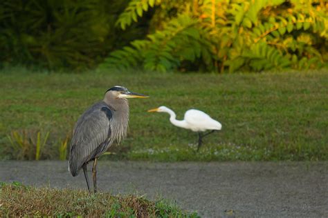 Heron and Egret Photograph by Marx Broszio - Pixels