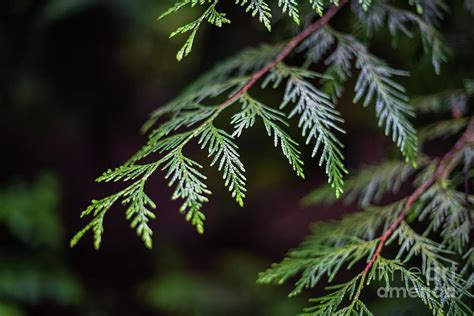 Cedar Tree Leaves Photograph by Yoko Takei Do