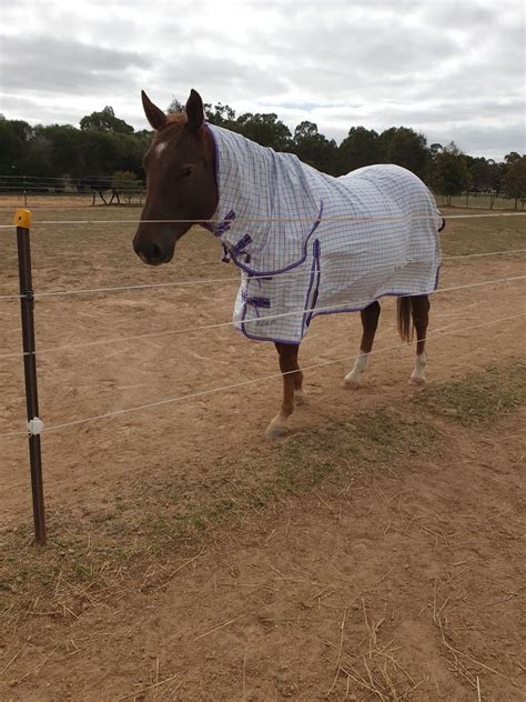 Purple Check Cotton Ripstop Combo Payless Saddlery