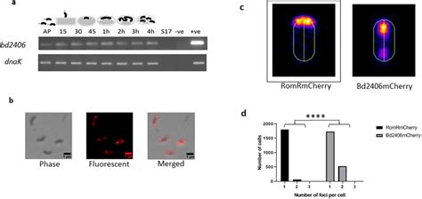 A Expression Pattern Of B Bacteriovorus Hd100 His Kinase Related