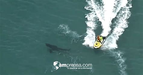 Veterano Surfista Perdió La Vida Por Ataque De Tiburón Blanco En