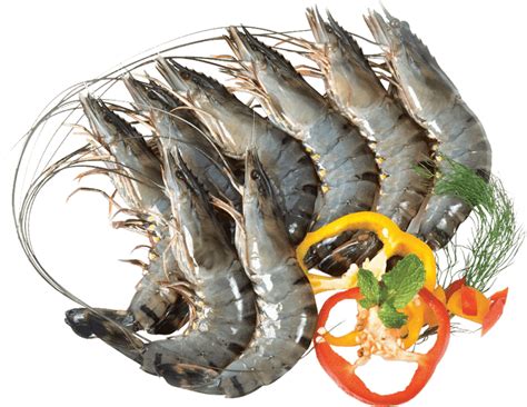 200 Shrimp Png Images