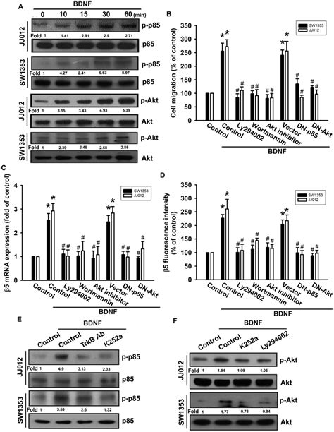 Pi K Akt Pathway Is Involved In Bdnf Induced Migration And B Integrin