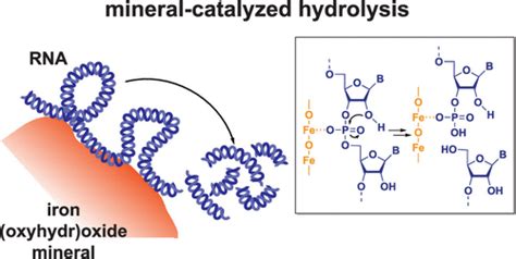 Rna Hydrolysis At Mineralwater Interfaces Environmental Science