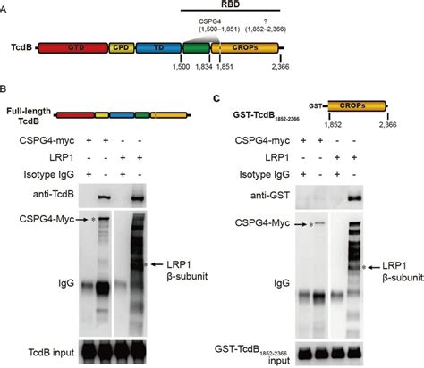 Color Online TcdB Interacted With LRP1 Through The C Terminal Of