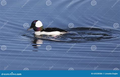 Bufflehead Duck Male stock photo. Image of america, animal - 63528586