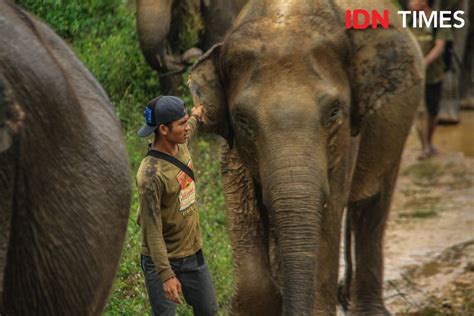 Fakta Gajah Sumatra Ciri Ciri Hingga Ancaman Punah