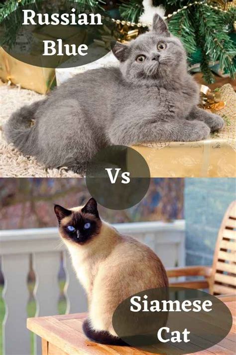 Siamese Russian Blue Mix Cat: What’s Special About Them?