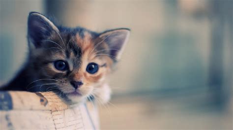 Kawaii Cat Face Wallpapers - Top Free Kawaii Cat Face Backgrounds ...