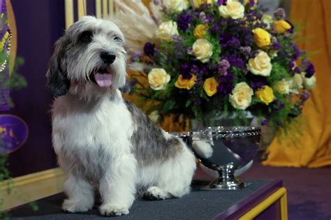 Buddy Holly, PBGV breed of dog, wins Westminster Kennel Club dog show