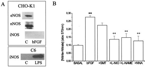 A Western Blot Analysis Showing The Expression Of Enos And Nnos In Download Scientific Diagram