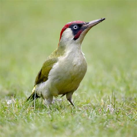 All About The Green Woodpecker Gardenbird