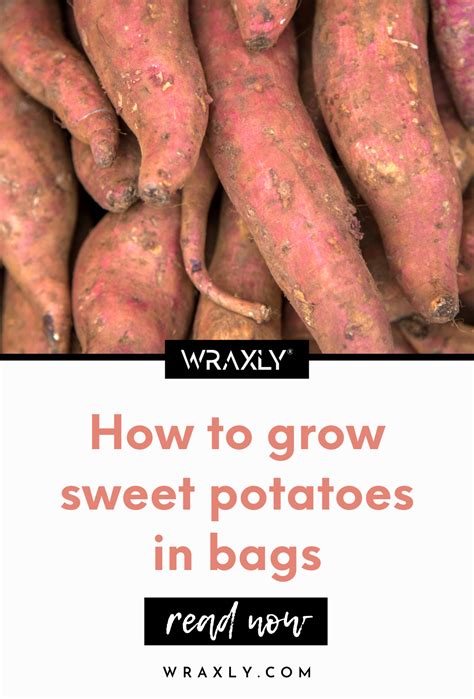 How To Grow Sweet Potatoes In Bags Container Vegetable Gardening