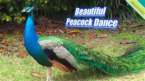 Beautiful Peacock Dance In Spring Peacock Dance Natural Wonderful