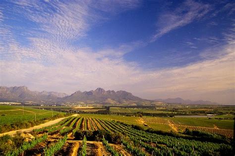 Half Day Cape Winelands Private Tour From Cape Town 2024