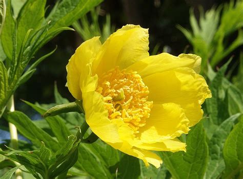 Tree Peony Seed Forestart