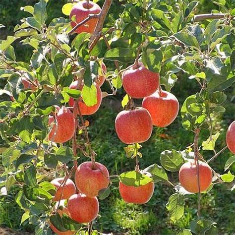 19 Best Apple Tree Varieties With A Guide To Flowering Groups Árbol