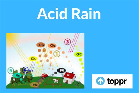 Acid Rain Effects On Humans Lungs