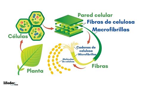 C Lula Vegetal Qu Es Caracter Sticas Partes Funciones Ejemplos