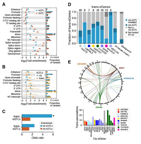 Functional Mechanisms Of Genetic Regulatory Effects Qtl Enrichment In