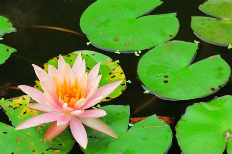 Pond Lotus Aquatic Plant - Free photo on Pixabay