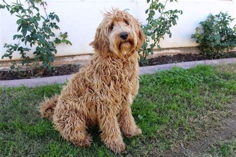 Labradoodle Carattere Educazione Alimentazione Consigli