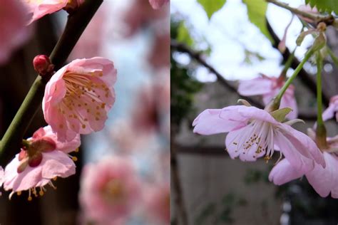 梅と桜を見分ける一番簡単な方法。桜はさくらんぼ型！