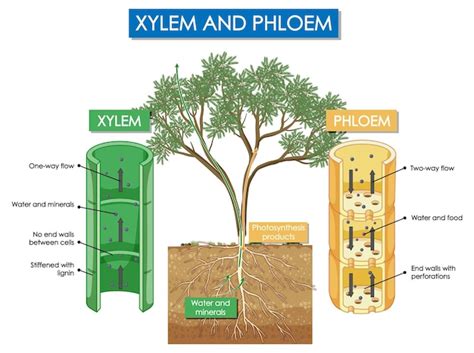 Free Vector | Diagram showing xylem and phloem plant