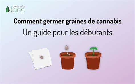 Comment germer graines de cannabis un guide pour les débutants