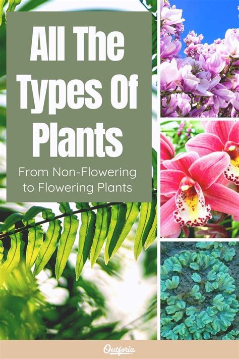 21 Types of Plants | Nature and Science