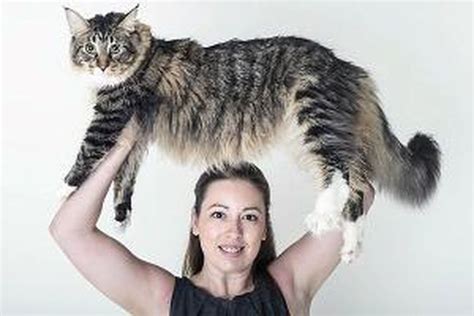 Kucing Maine Coon Terbesar Di Indonesia