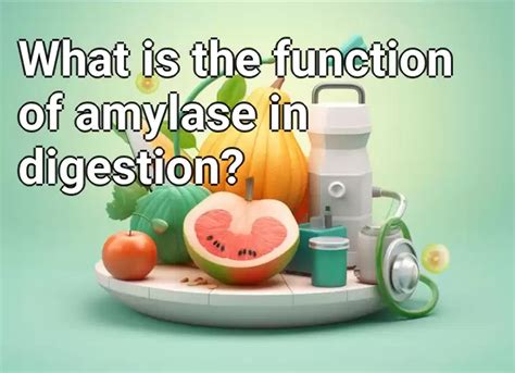 What is the function of amylase in digestion? – Health.Gov.Capital