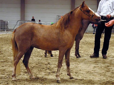 Miniature Horse Breed Information | Appearance, Care | UK Pets