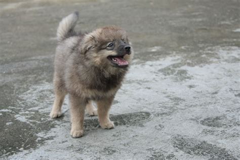 Japanese Spitz X Pomeranian Puppies - Pets Lovers